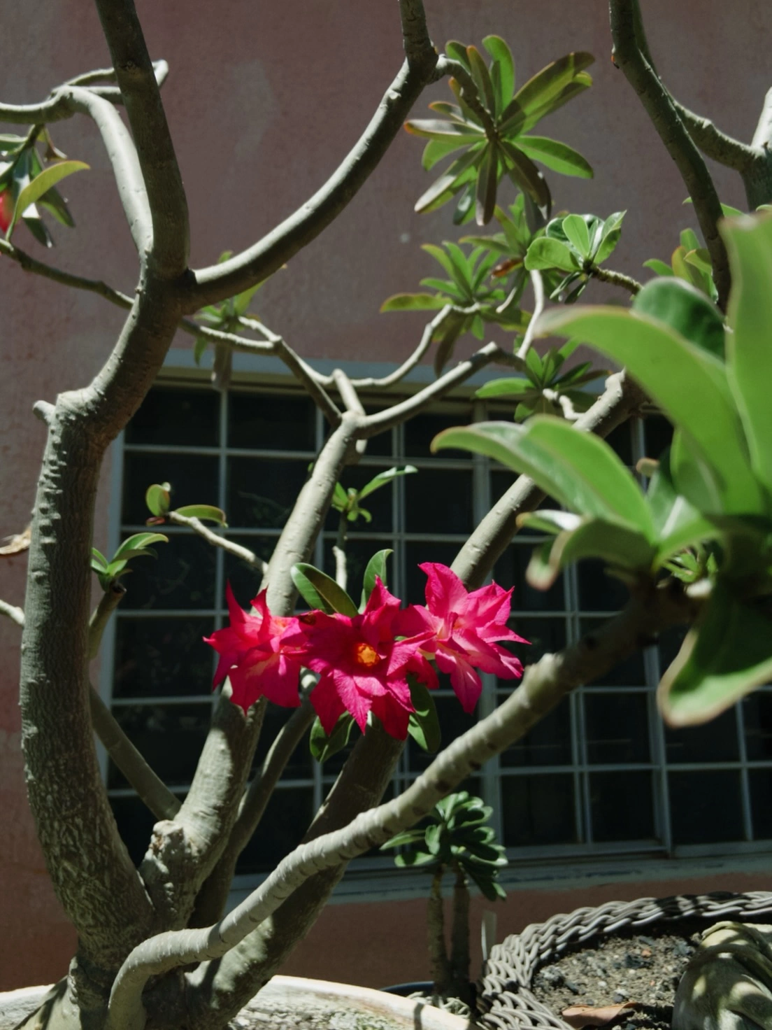 Rosa do deserto da Luzia Flor