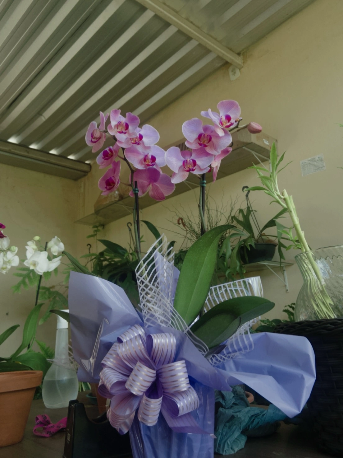 Orquídea com laço lilás da Luzia Flor