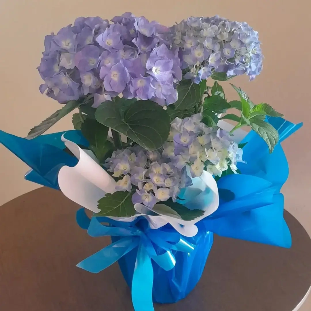 Arranjo de hortênsias da Luzia Flor