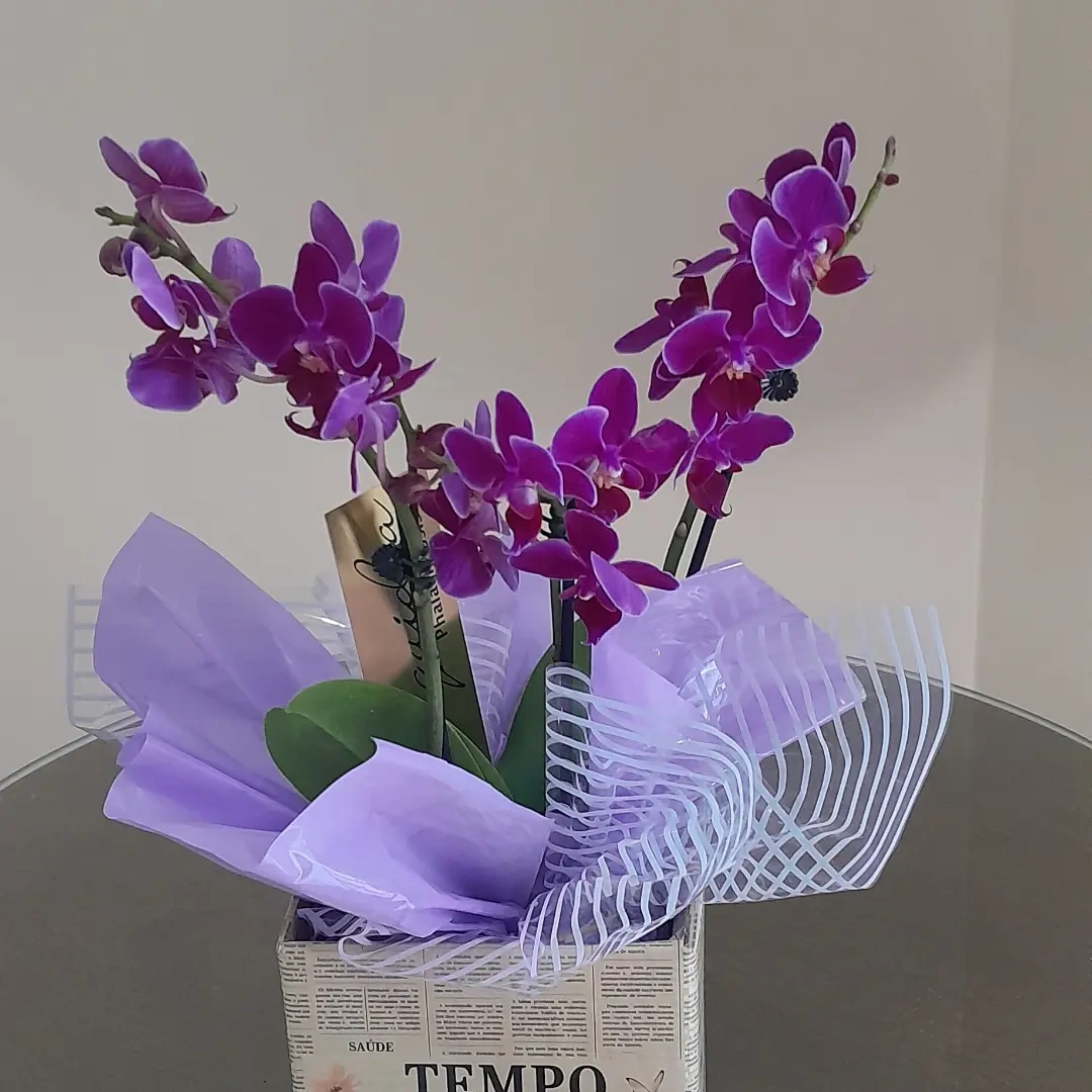 Orquídea da Luzia Flor preparada para presente